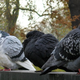 Illustration for article titled Pigeons are completely incapable of forgetting a human face